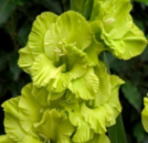 Гладіолус Green Star ( Грін Стар )