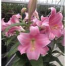 ​Лілія LO-гібрид Varese