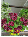 4. ARISTO BLACK BEAUTY