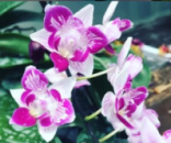 Phal Lius Beauty Taiwan 1.7 (мох)