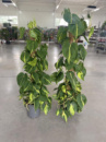 Філодендрон Philodendron Scandens Brasil, - купити, замовити квіти, доставка, букети квітів , Ⓜ️Оболонь.