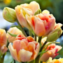 Тюльпан махровий багатоквітковий Charming Beauty ( Чармін Б'юті )