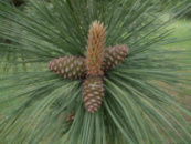 Сосна Желтая (Pinus ponderosa)