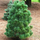 Сосна Румелийская / Балканская (Pinus peuce) 4х летняя