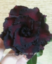 Адениум махровый привитый Black Temptation