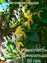 Жимолость Джеральда 2-летка