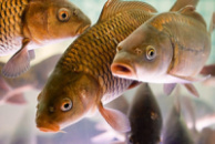 Комбікорм для Коропових Риб