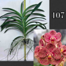 V. Razarudin Husain 'Fire Leopard'