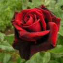 Саженцы чайно-гибридных роз Блек Мейджик (Black Magic)