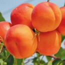 Саджанці абрикосу «Нью Джерсі» (середньоспілий сорт)
