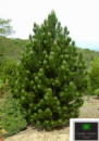 Сосна Румелийская / Балканская Pinus peuce