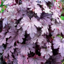 Гейхерелла Plum Cascade