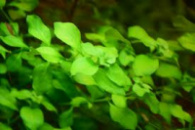 Людвигия болотная зеленая (Ludwigia palustris «green»)