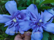 Гибискус древовидный Blue Chiffon 2-летка, высота 50 см, в один ствол (ОКС)