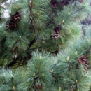 Сосна Румелийская / Балканская (Pinus peuce)