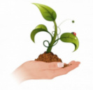 Стимулятори та регулятори росту рослин