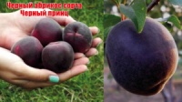 Саженцы абрикоса Черный принц