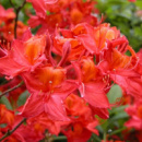 Рододендрон Фейерверк (Rhododendron Feuerwerk)