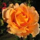Троянда Луі Де Фюнес (Louis de Funes)