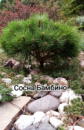 Сосна черная « Бамбино » «Bambino» (Привитая на штамб)