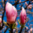 Магнолия Суланжа Розовая (Magnolia soulangeana)