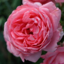 Роза Ля роз де Молинар (La Rose de Molinard)