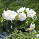 ​Бегонія Махрова Біла