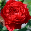 Троянда Бенджамін Бріттен. (Benjamin Britten)
