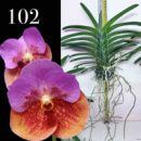 V. Pimsai x Chindavat_Mr. Pairat -