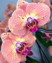 Phal King Car Orange Light 1.7 (мох)