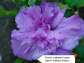 Гибискус древовидный French Cabaret Purple штамбовый