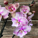 Phal Harck Sweet Plum