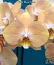 Phal Harck Pearl 1.7 (мох)
