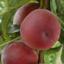 Персик «Шугар Тайм»