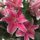 Лілія El Capitan (Ель Капітан)