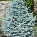 Ель колючая голубая « Кейбаб » Picea Pungens Glauca « Kaibab »
