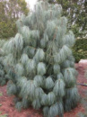 Сосна гималайская Гриффита (Pinus wallichiana / griffithii)
