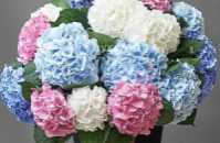Гортензія, магазин квітів на Подолі ♥️, букет квітів, замовити доставка ⭐