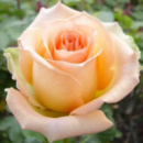 Саженцы чайно-гибридных роз Версилия (Versilia)