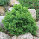 Ель канадская Альберта Глобе 3х летняя (Picea glauca Alberta Globe)