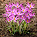 ​Крокус ботанічний Roseus