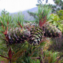 Сосна кедровая корейская / Кедр Корейский (Pinus koraiensis) 3х летняя