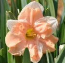 Нарцис спліт-корона Apricot Whirl
