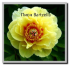 Пион ИТО « Bartzella» Бартзелла