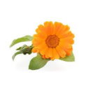 Календула масло 50 мл/Адверсо/