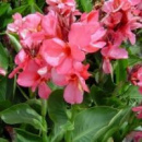 Канна Pink President (Пинк Президент), корінь ВКС,