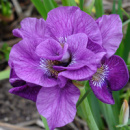 ​Ірис Sibirica Tumble Bug (сибірський)