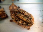 Матамата или бахромчатая черепаха (лат. Chelus fimbriatus)