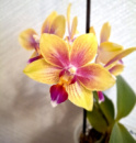 Phal Biondoro 1.7 (торфстакан)
