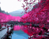 Картина за номерами «Сакура над озером» 40х50см